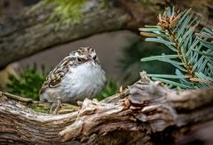 "VERMUTE EINEN GARTENBAUMLÄUFER"