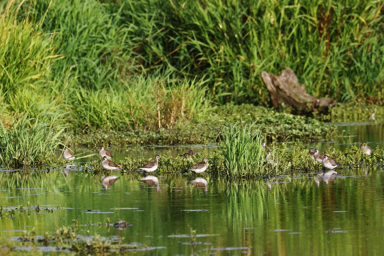 ??? Vermute hier Bruchwasserläufer, könnt dies stimmen?