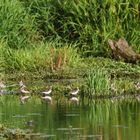 ??? Vermute hier Bruchwasserläufer, könnt dies stimmen?