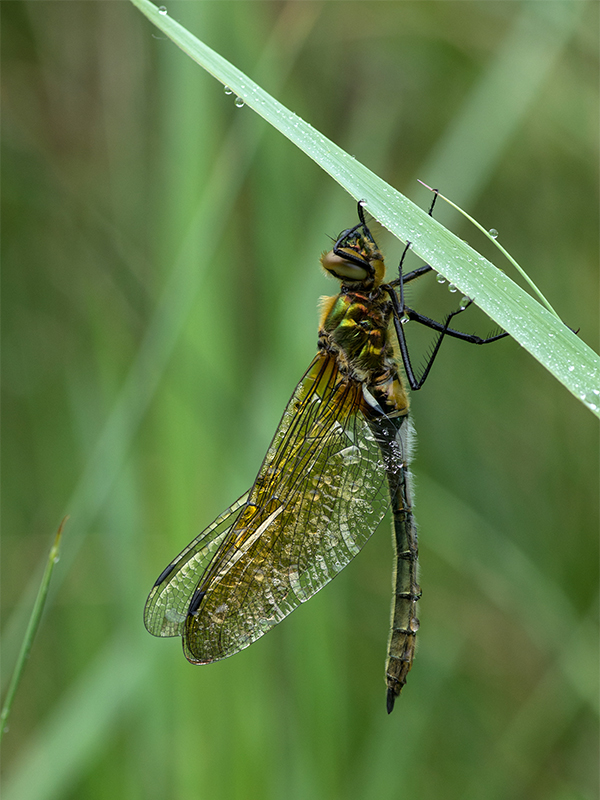 vermutlich am Vortag geschlüpfte Libelle