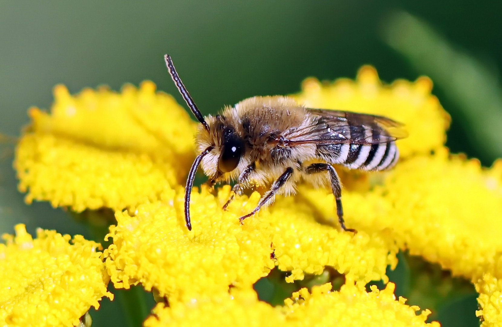 vermutlich Colletes daviesanus