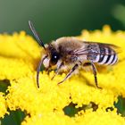 vermutlich Colletes daviesanus