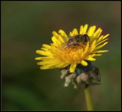 Vermutlich das letzte Blumen/Bienen-Makro dieses Jahres...