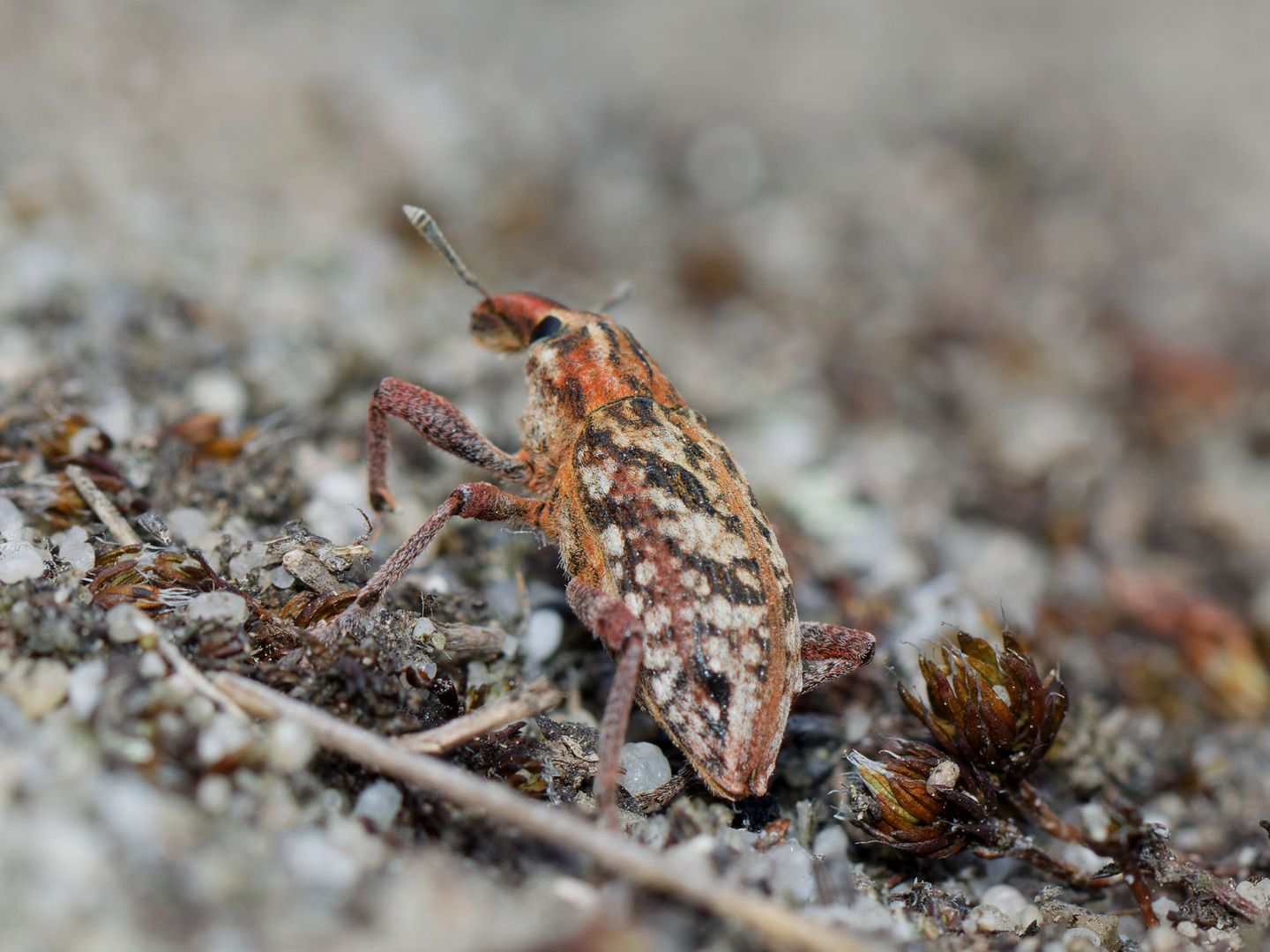 Vermutlich der Heide-Steppenrüssler 