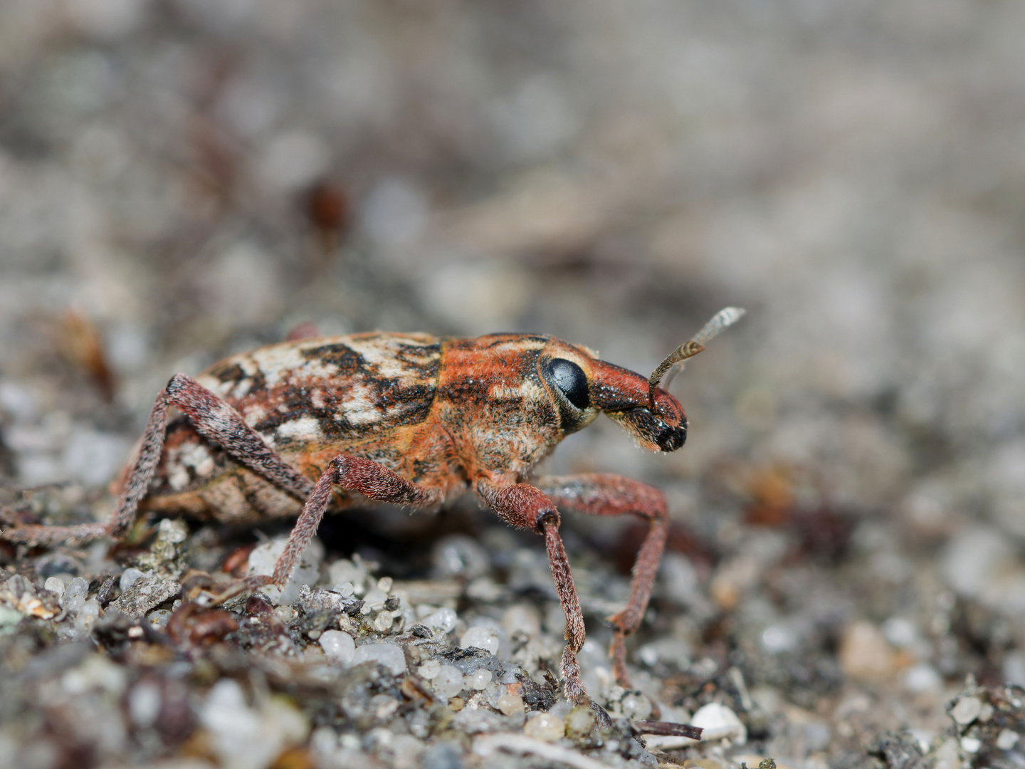 Vermutlich der Heide-Steppenrüssler 