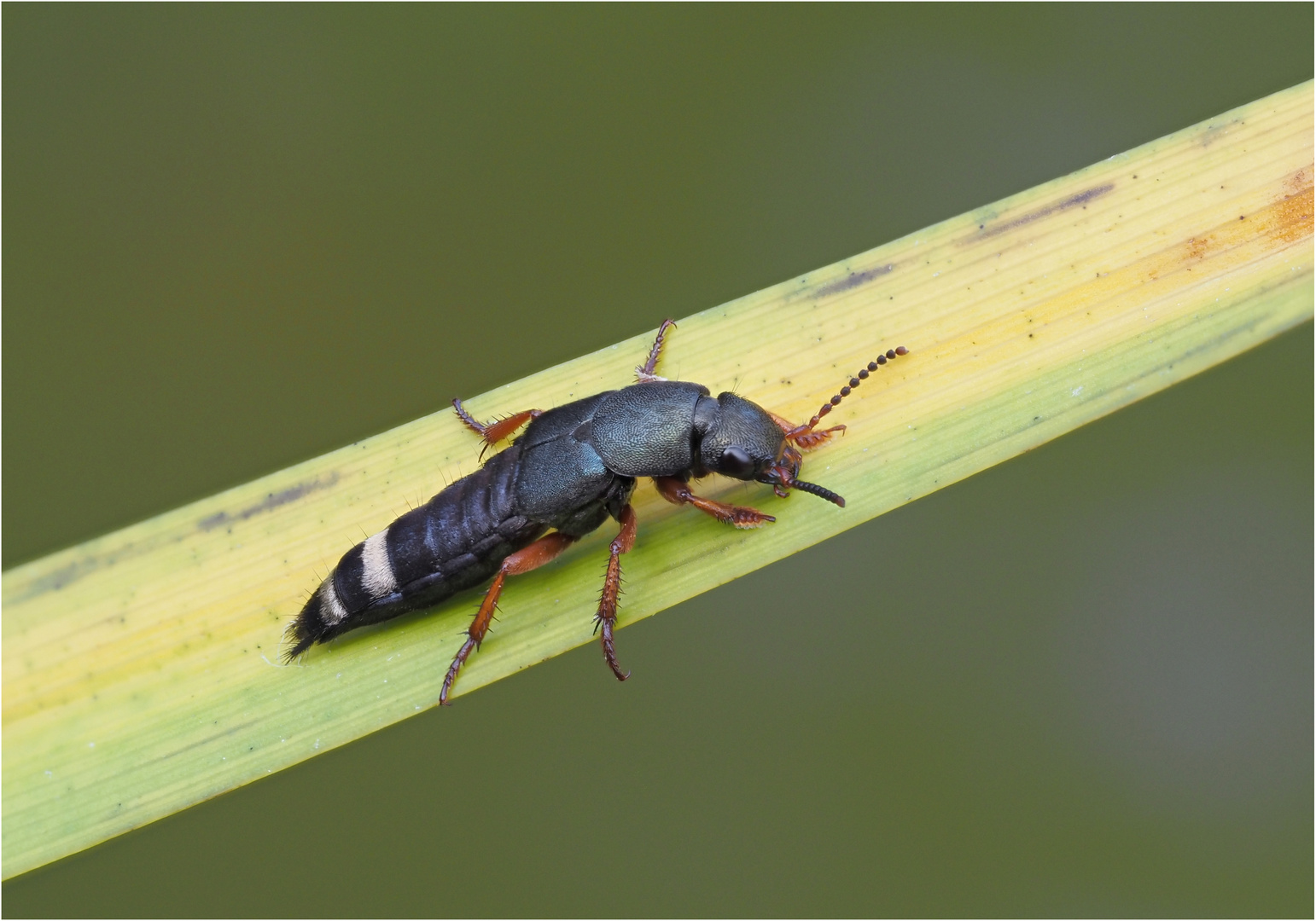 Vermutlich ein Kurzflügler