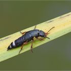 Vermutlich ein Kurzflügler