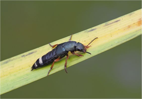 Vermutlich ein Kurzflügler
