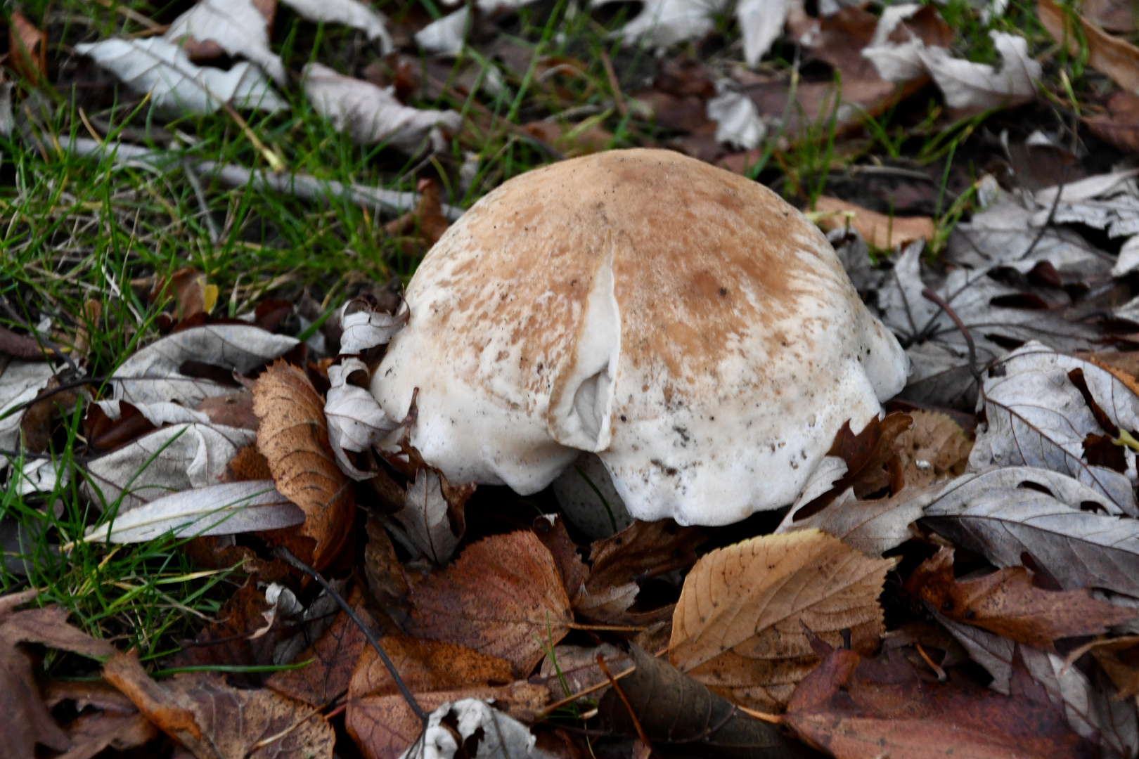 (vermutlich) ein Pilz