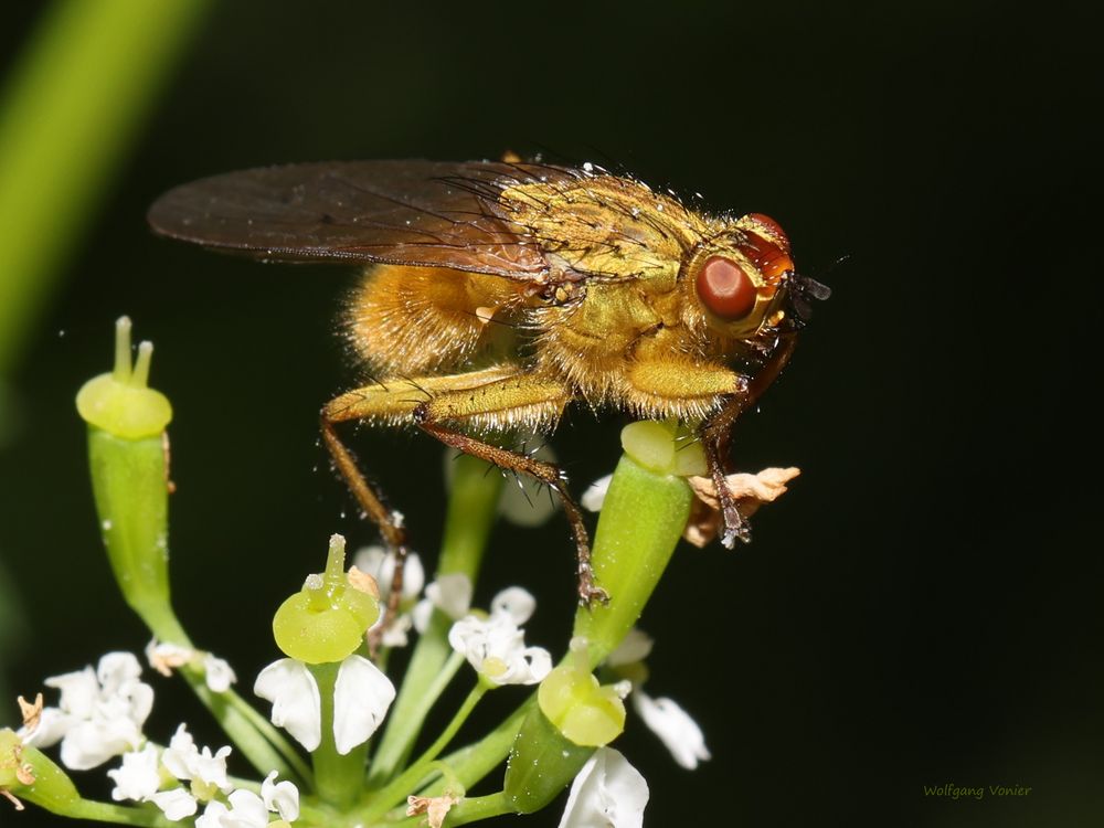 vermutlich eine Dungfliege