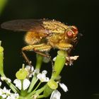 vermutlich eine Dungfliege