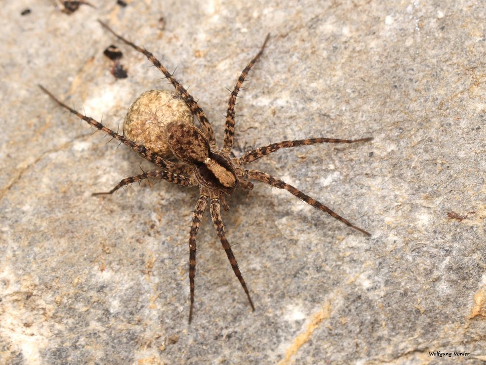 vermutlich eine Dunkle Wolfspinne ( Pardosa cf. amentata )