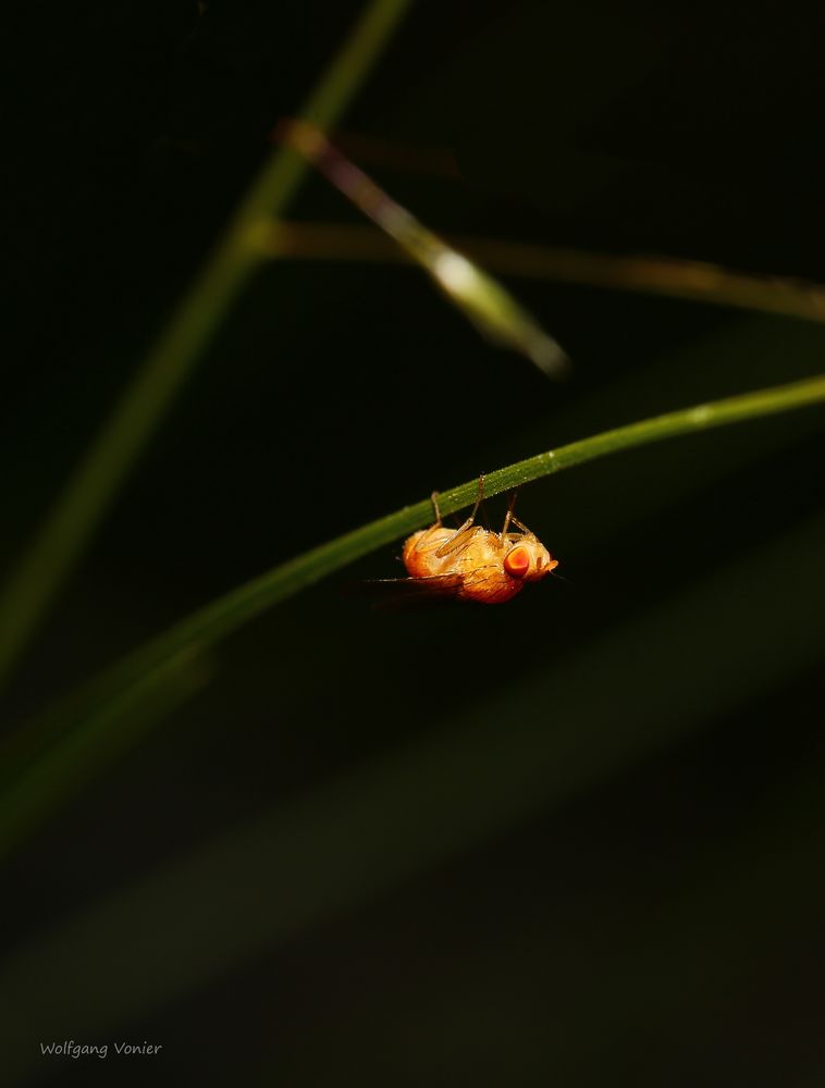 Vermutlich eine Faulfliege