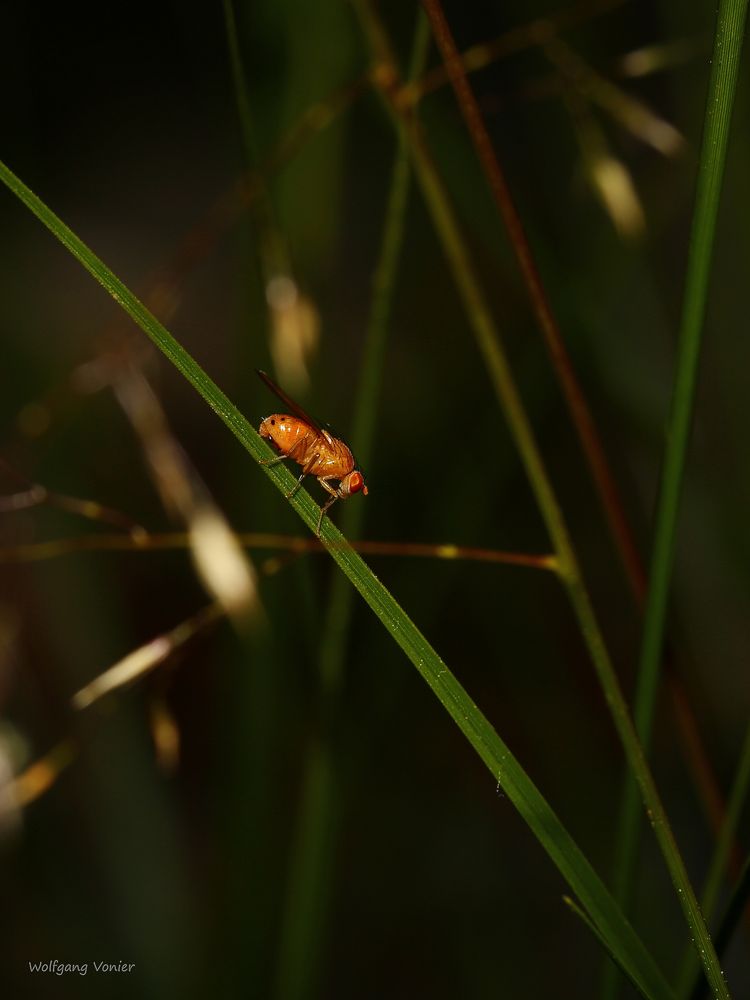 Vermutlich eine Faulfliege