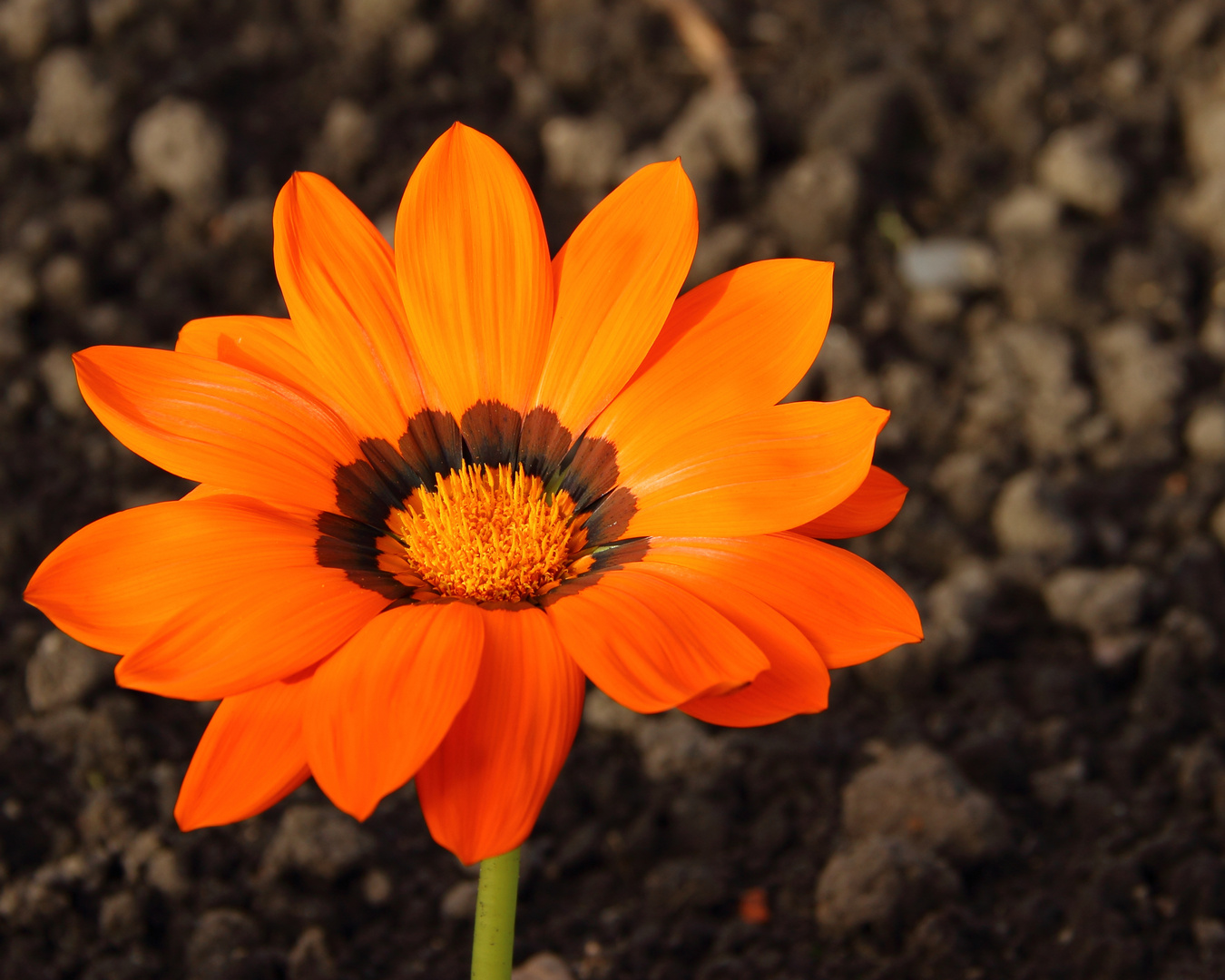 vermutlich eine Gerbera ?!