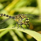 Vermutlich eine grüne Flussjungfer