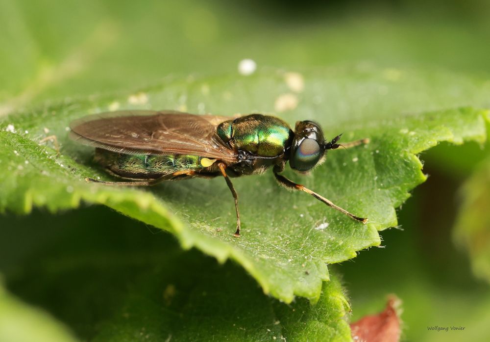 Vermutlich eine Grünglänzende Waffenfliege-Microchrysa polita_2