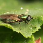 Vermutlich eine Grünglänzende Waffenfliege-Microchrysa polita_2