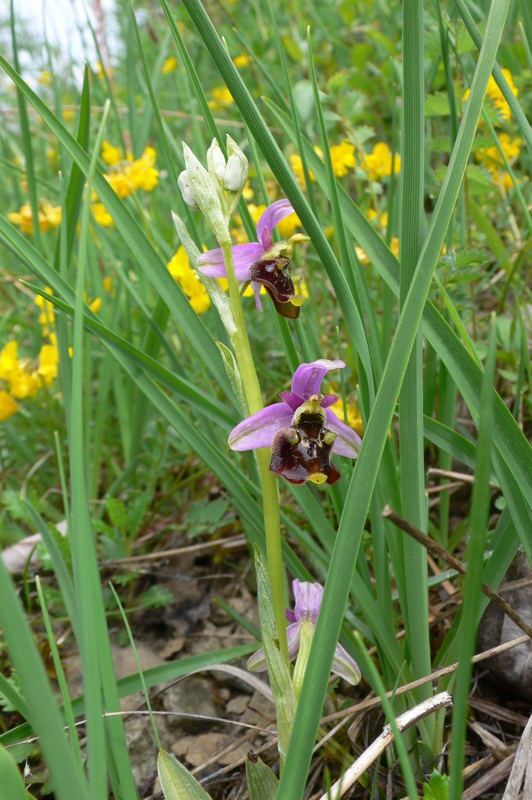 Vermutlich eine Hummel Ragwurz