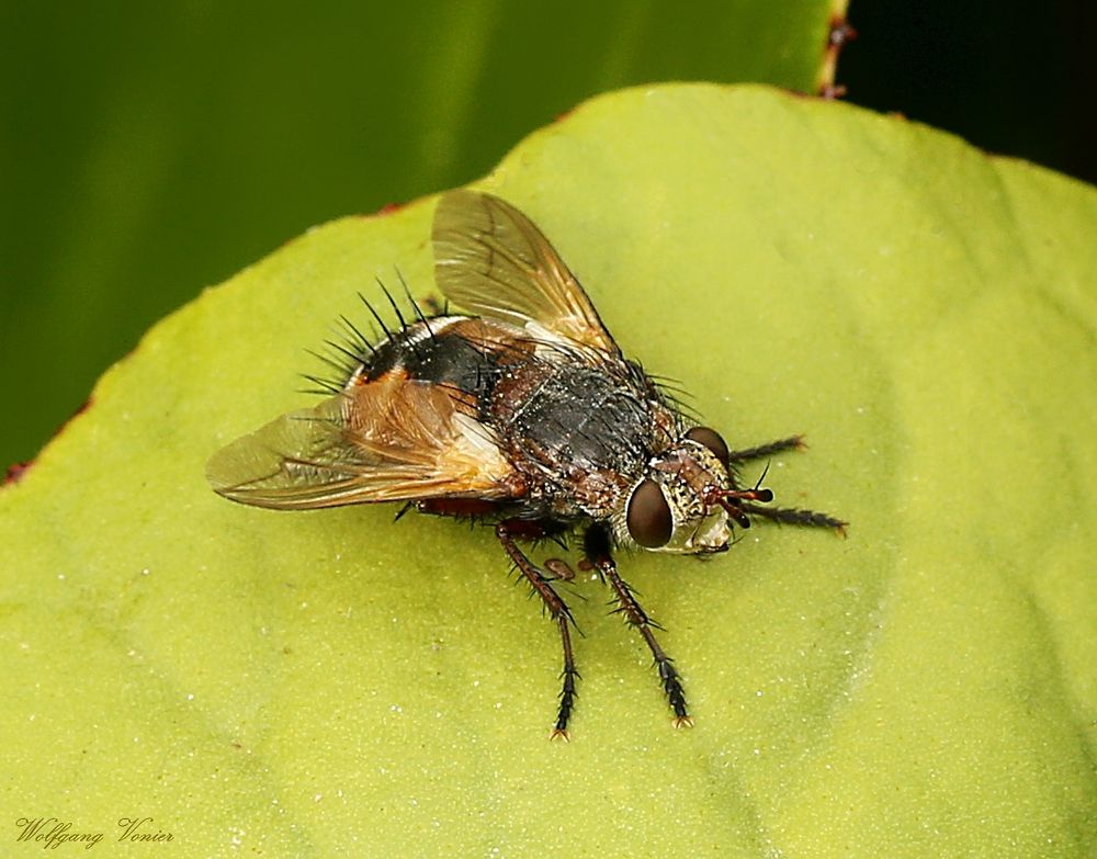 Vermutlich eine Igelfliege, Tachina fera, Raupenfliege