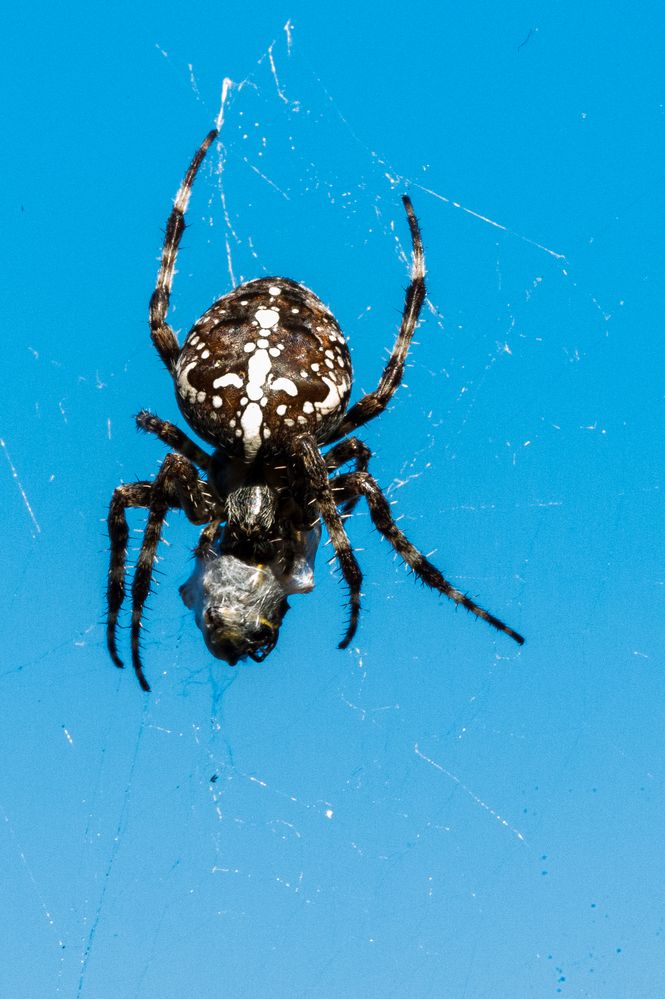 Vermutlich eine Kreuzspinne mit Lunchpaket