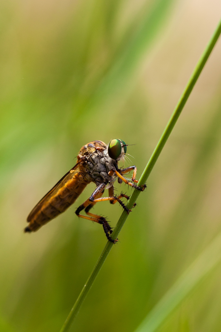 Vermutlich eine Raubfliege...