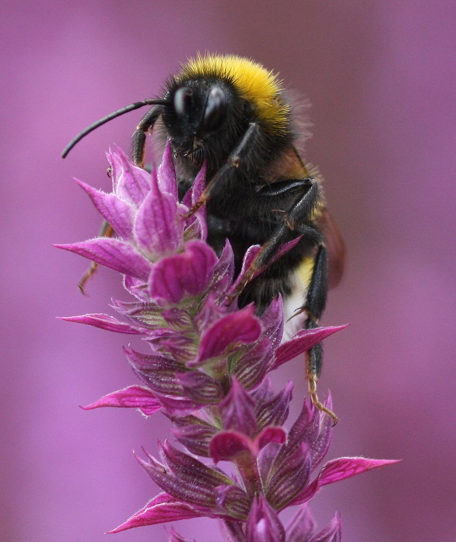 Vermutlich eine weibliche Hummel - steht auf Rosa ;-)