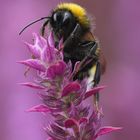 Vermutlich eine weibliche Hummel - steht auf Rosa ;-)