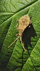 Vermutlich letztes Larvenstadium der Leder- oder Saumwanze (Coreus marginatus)