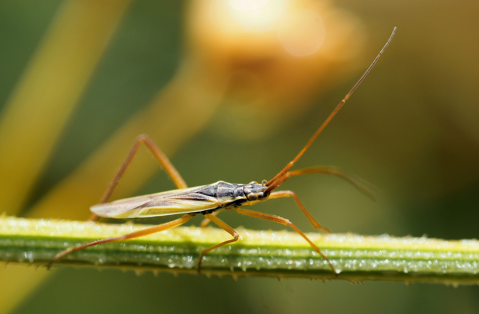 vermutlich Notostira elongata ...