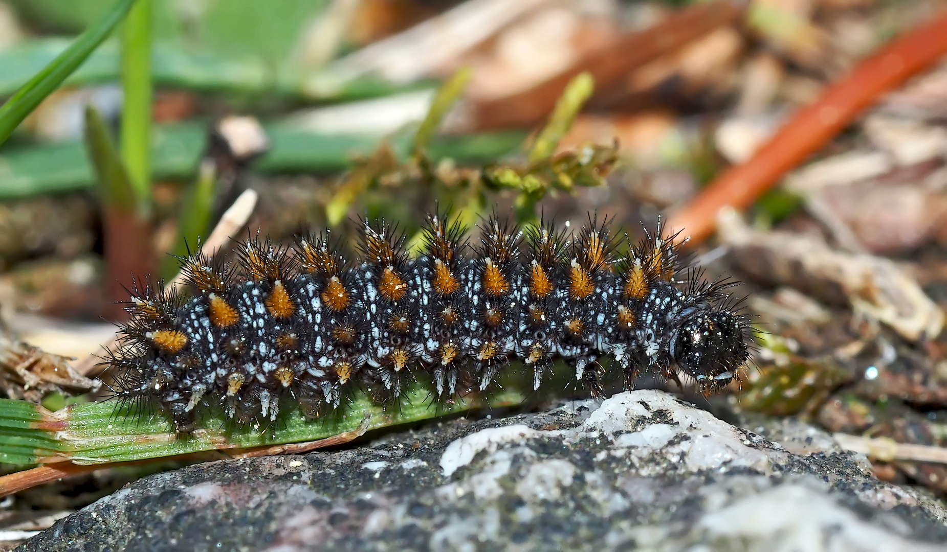 Vermutlich Raupe vom Baldrian-Scheckenfalter (Melitaea diamina) - Chenille du Damier noir?