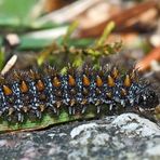 Vermutlich Raupe vom Baldrian-Scheckenfalter (Melitaea diamina) - Chenille du Damier noir?