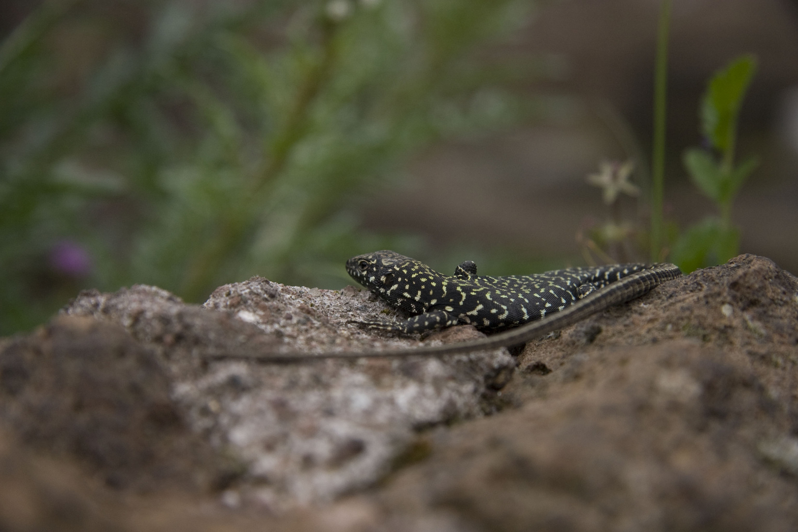 vermutlich Salamander