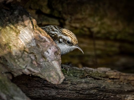 Vermutlich WALDBAUMLÄUFER