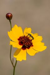 vermutlich Wildbiene: Ceratina (Keulhornbiene) 6 mm groß