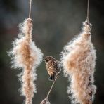 "VERMUTUNG" - ein weibliches Braunkehlchen