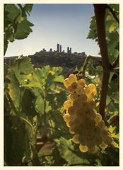 Vernaccia di San Gimignano