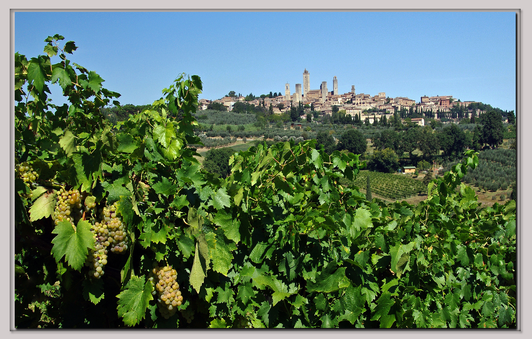 vernaccia , prima che finisca in bottiglia.....