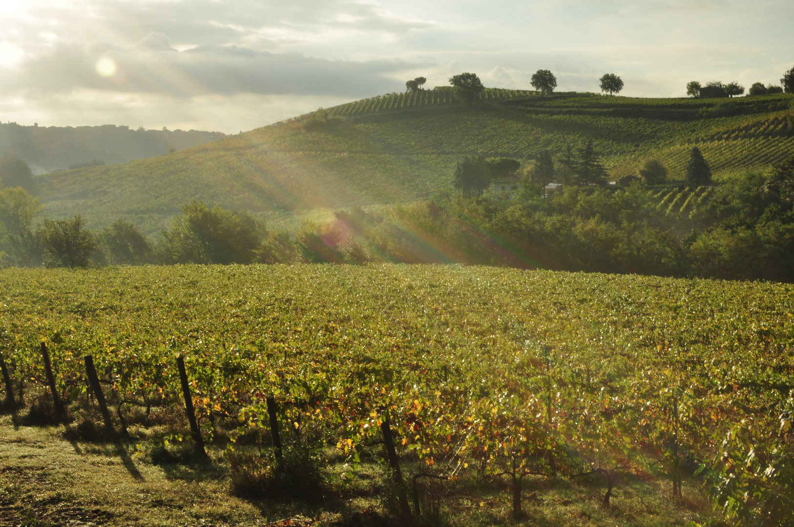 vernaccia tra sole e pioggia