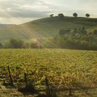 vernaccia tra sole e pioggia