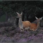 vernachlässigt... Rotwild *Cervus elaphus*