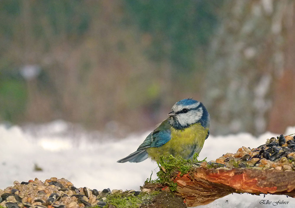 Vernachlässigte Blaumeise 1