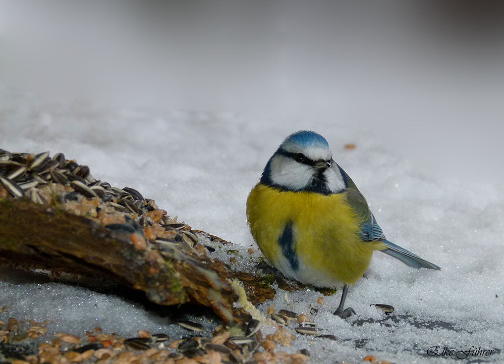 Vernachlässigte Blaumeise 2