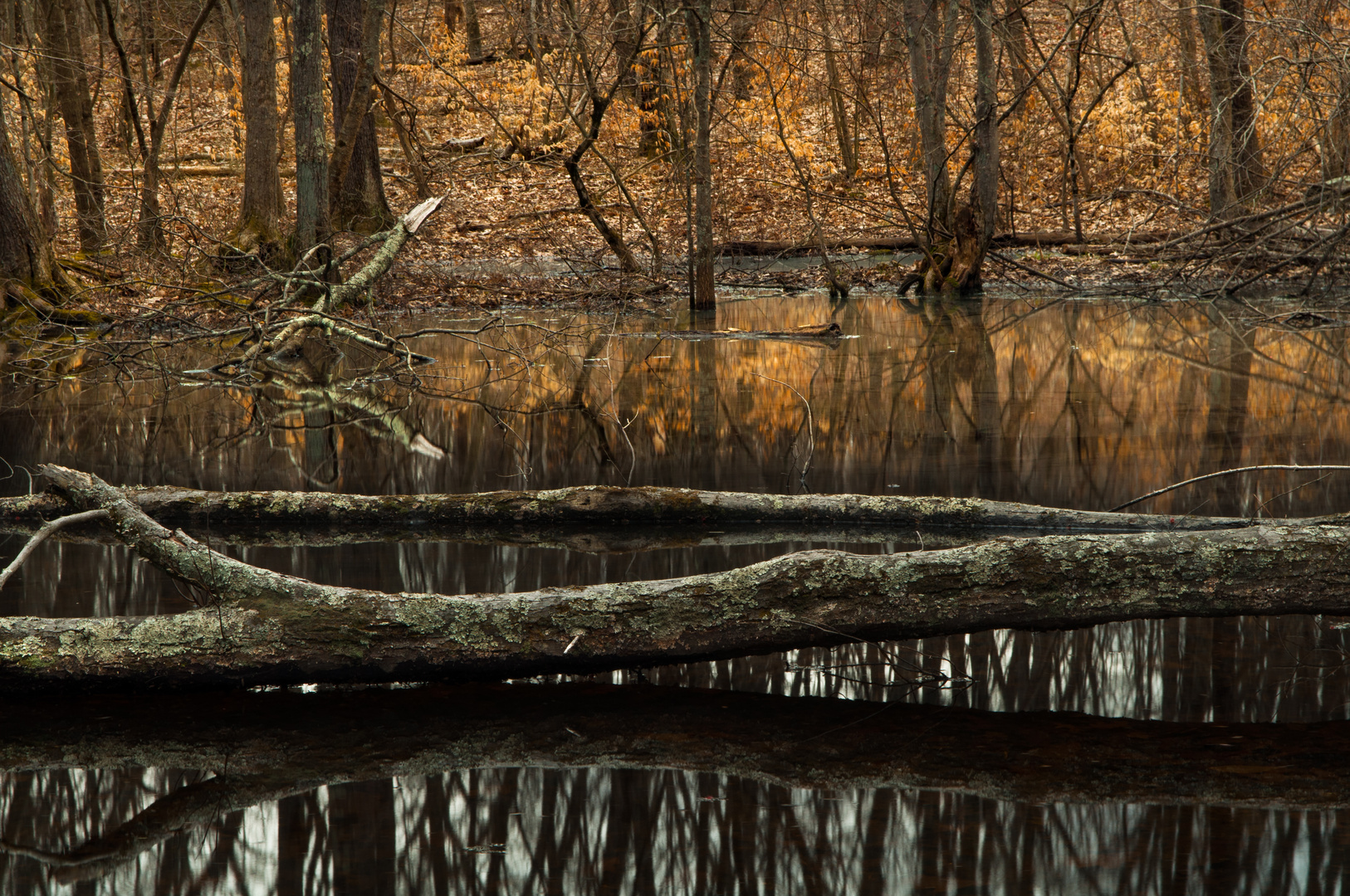 Vernal Pool