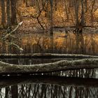 Vernal Pool