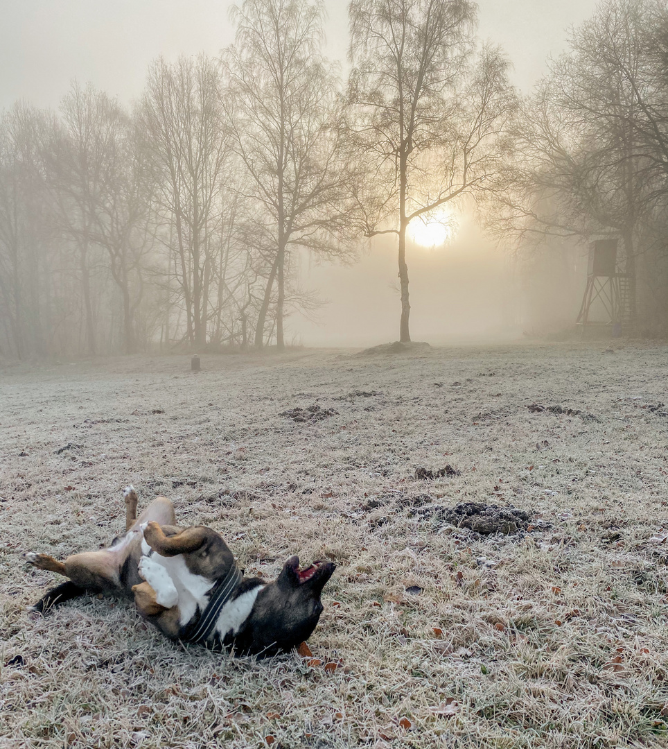 Vernebelter Morgen