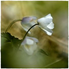 Verneigung vor dem Frühling