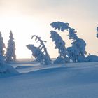 Verneigung vor dem Winter