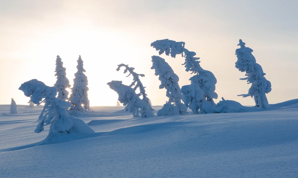 Verneigung vor dem Winter