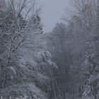 Verneigung vor dem Winter